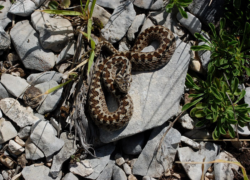 vipera ursinii